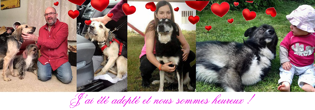 adoption animal refuge adoption animal refuge