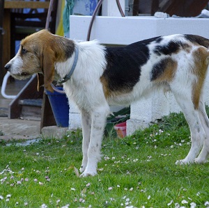 Adopter chien Anton Adopter chien Anton