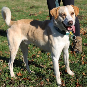 adopter un chien Averel adopter un mâle
