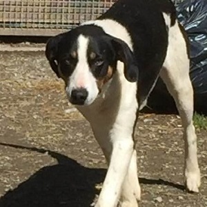Adopter chien Bandit