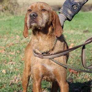 adopter un chien Fodel adopter un braque hongrois