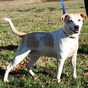 adopter un chien Gaia adopter un chien Gaia
