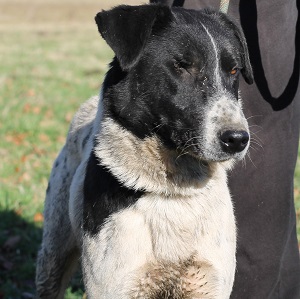 adopter un chien Magic adopter un chien Magic
