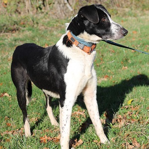 adopter un chien Pilou adopter un chien Pilou