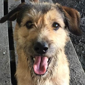 adopter un chien Pipo adopter un chien Pipo