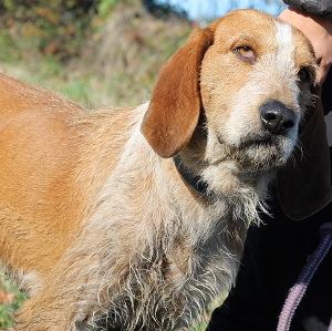 adopter un chien Stump