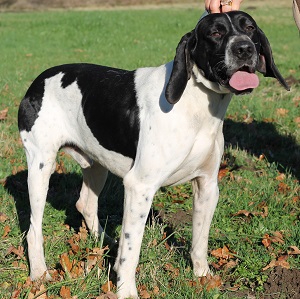 adopter un chien Tintin