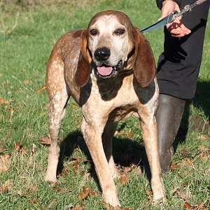 adopter un chien Tiétié adopter un chien Tiétié