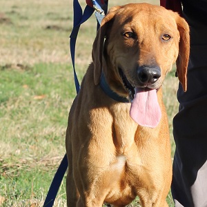 adopter un chien Toffee adopter un chien Toffee