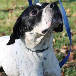 adopter un chien Valentin adopter un chien Valentin