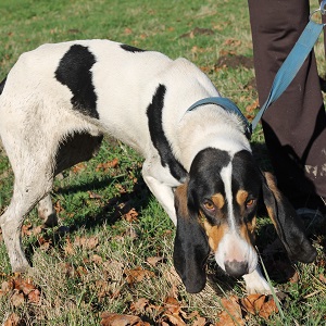adopter un chien Galan
