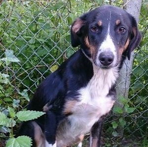 adopter un chien mitsy