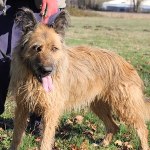 adopter un chien rosie adopter un chien rosie