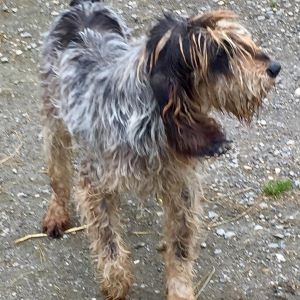 Ginger adopter un chien Ginger