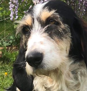adopter un chien Betty adopter un chien femelle griffon