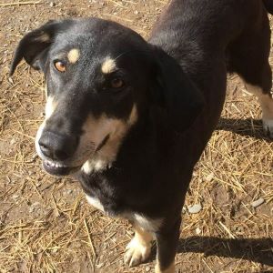 adopter un chien Gina adopter un chien Gina