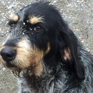 ozone adopter un chien Ozone