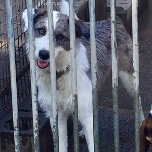 helmut (2)